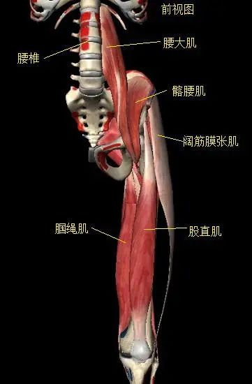 运动骨盆的肌肉有哪些_骨盆运动_运动骨盆响是怎么回事