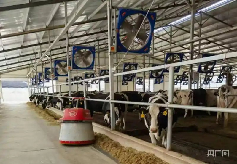 奶牛营养餐_奶牛营养配方讲解_奶牛营养价值